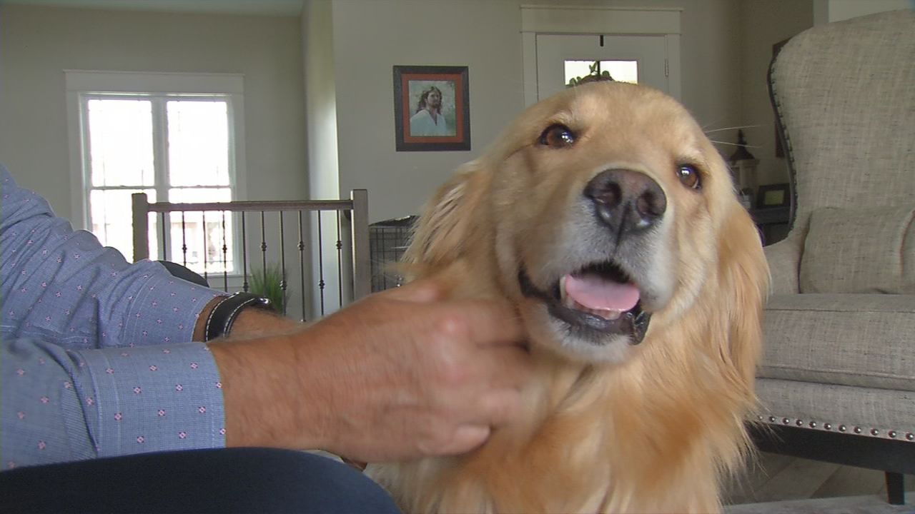 Hope being petted